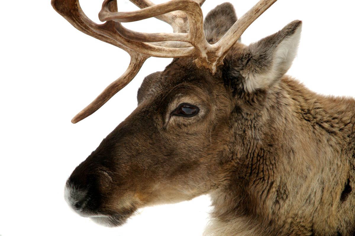 santa's reindeer