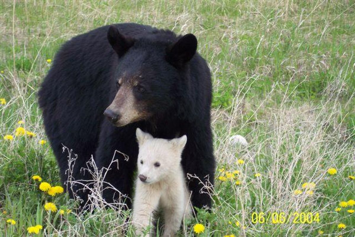 black bear with white cub