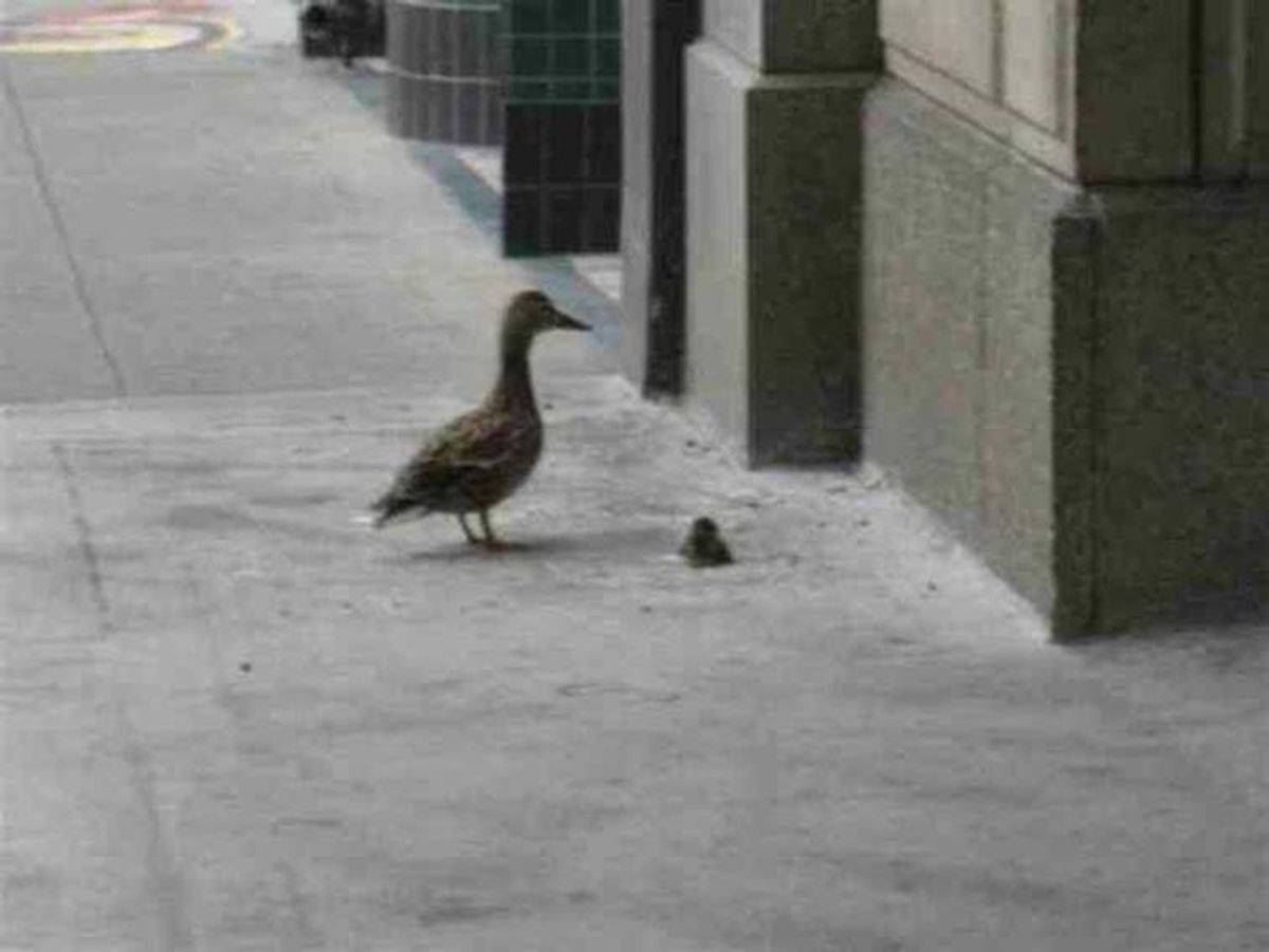 mallard ducks