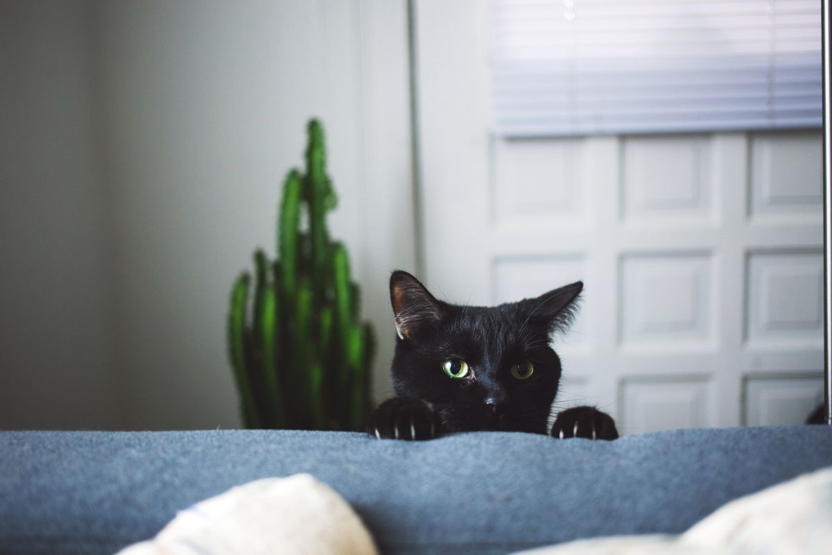black cat halloween