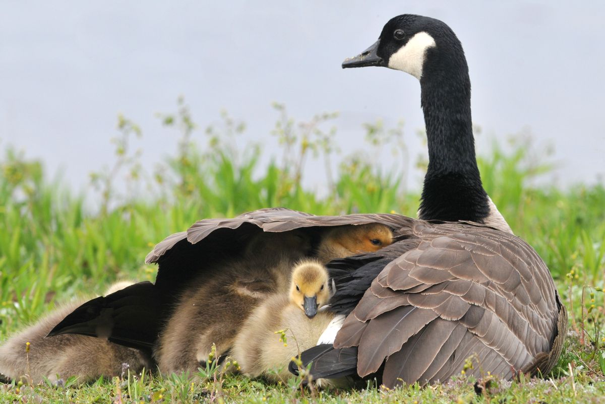 Goose, Bird, Animal