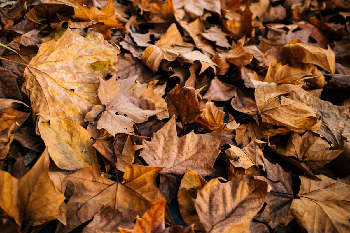 On the afternoon of 3 November 2004, in the town of Methuen, MA, 10-year-old Natalie Gravel and 8-year-old Merrideth Reed were playing in a pile of leaves left in
