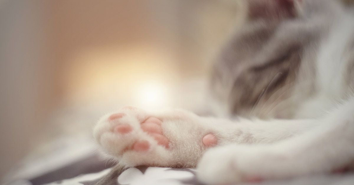 Cat laying on bed