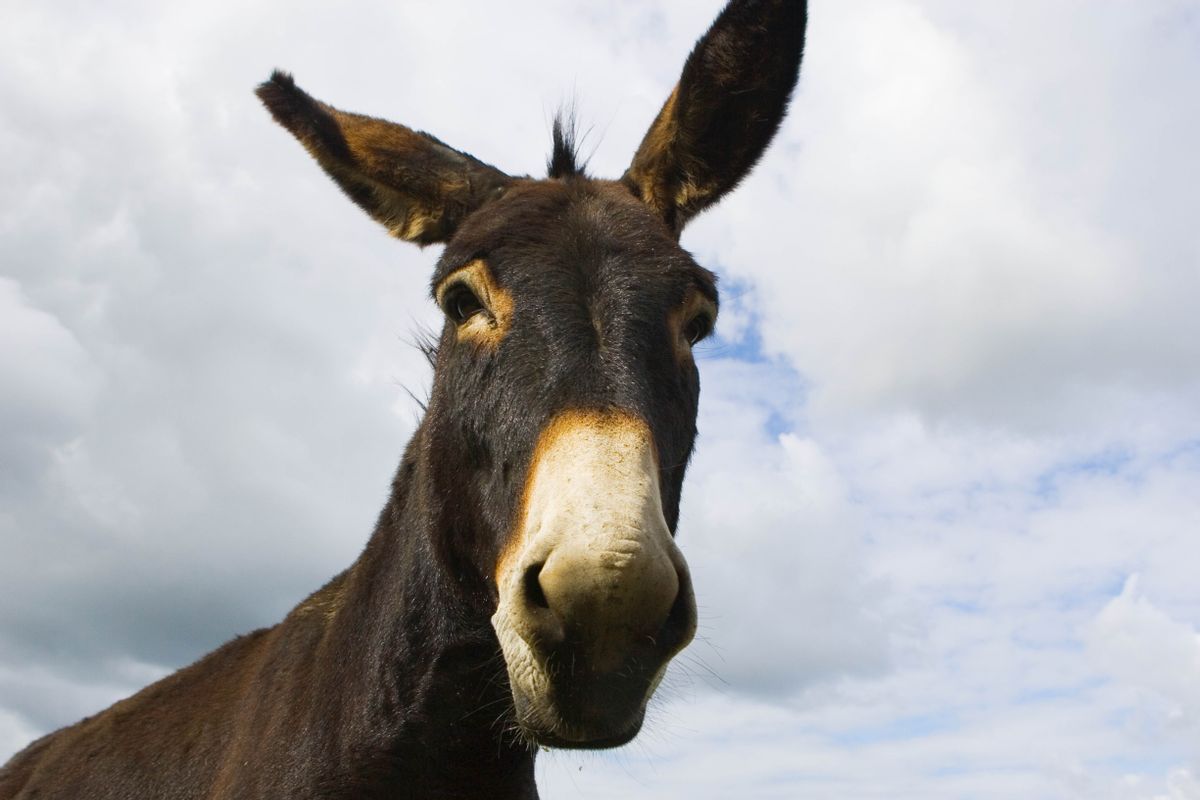 Are more people killed by donkeys every year than in airplane crashes?