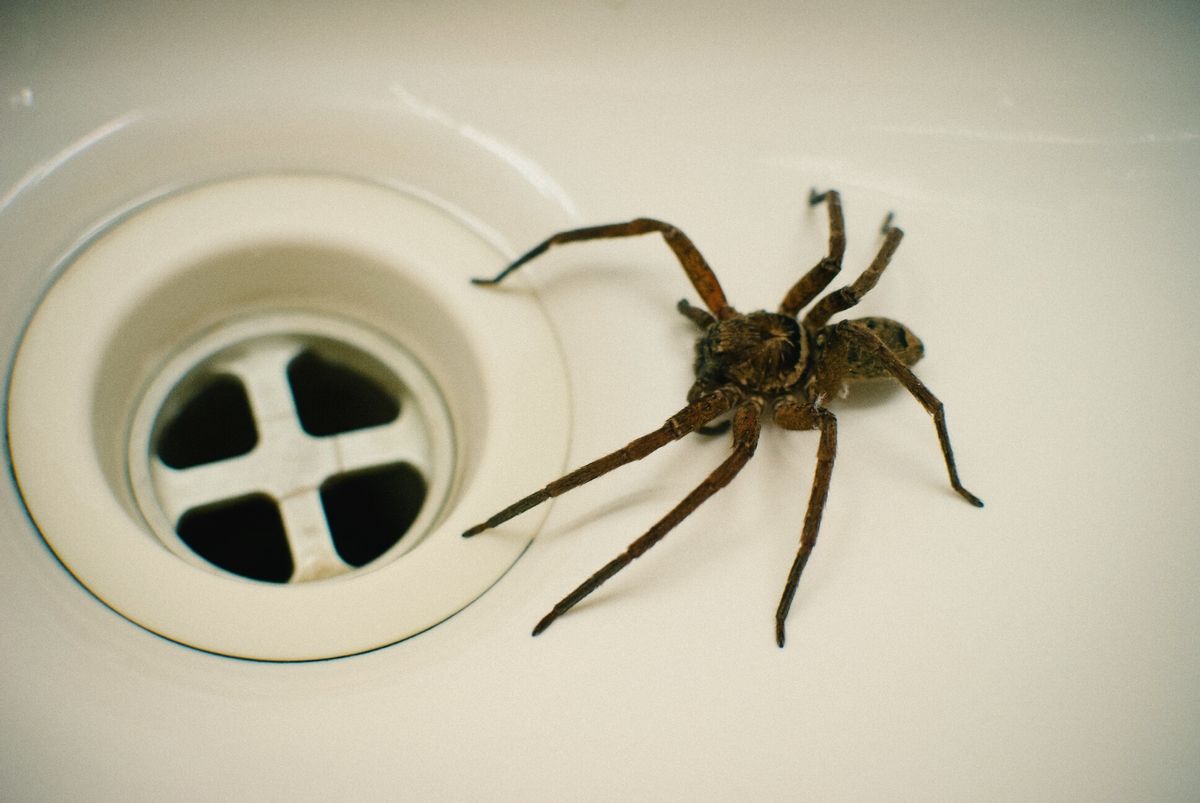 spiders spider