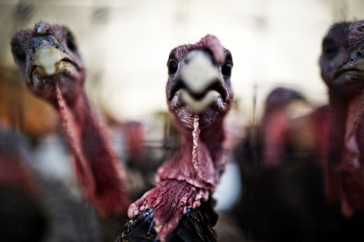 turkey neck prank