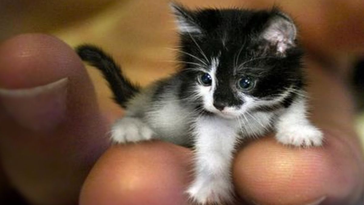mr peebles snopes cat