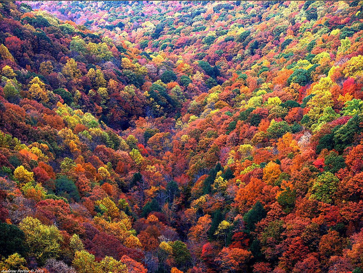 A photograph of some gorgeous fall foliage has been reposted on numerous web sites and social media accounts since it was first published on Flickr in 2006.