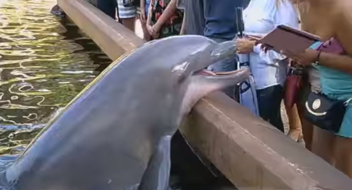 Dolphin steals iPad