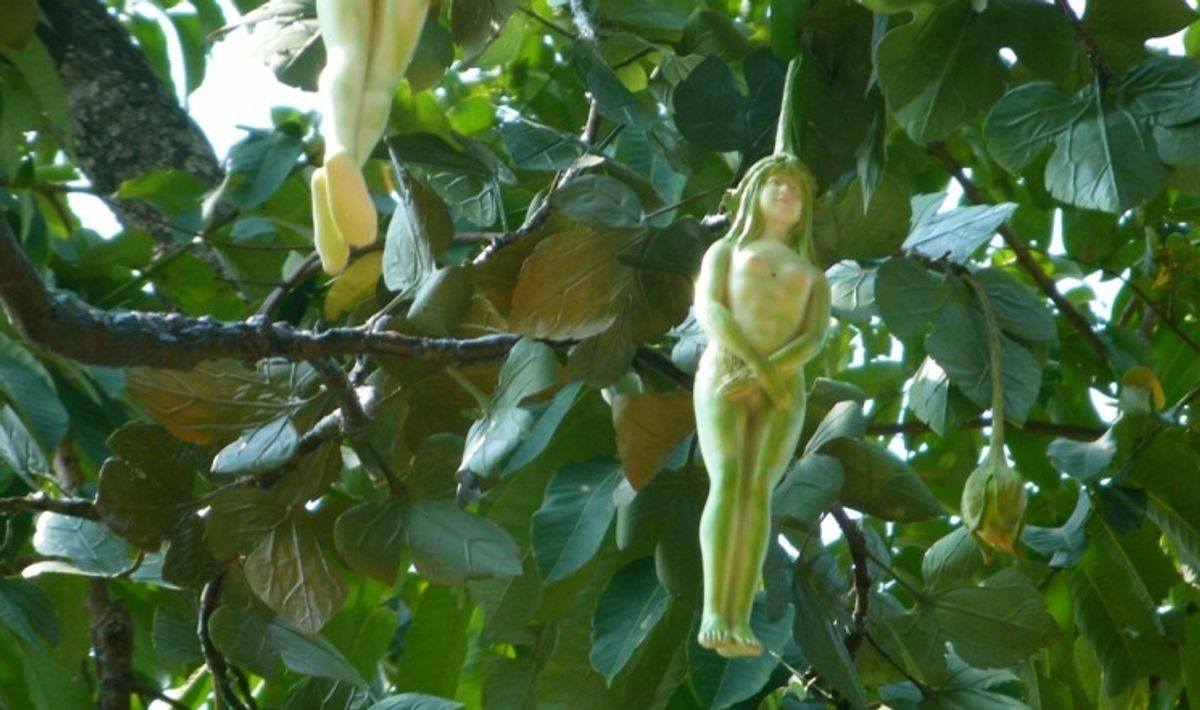Narilatha Flower