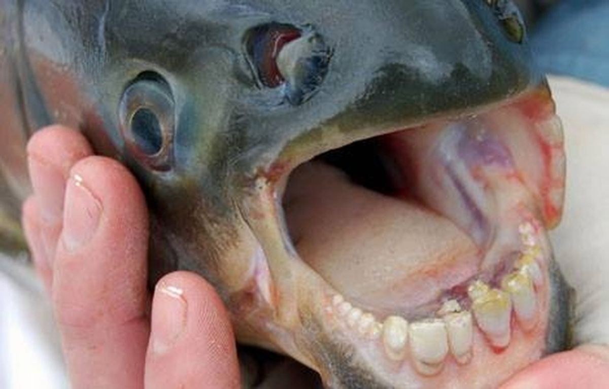 Pacu Fish