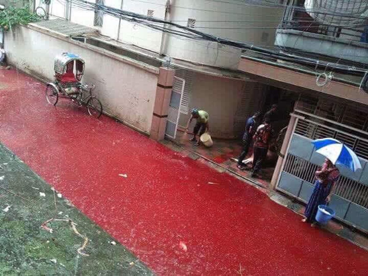 Rivers of blood in Dhaka, Bangladesh