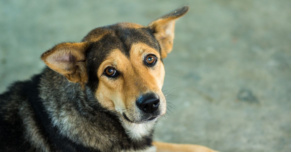Dog looking at camera with a sad expression.