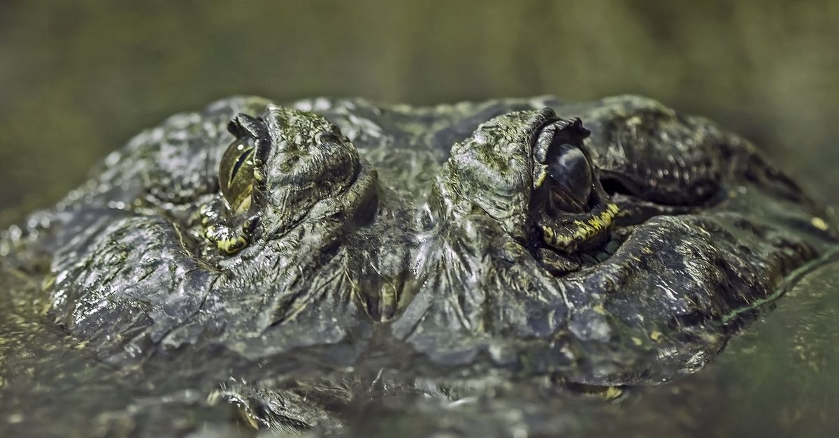 American Alligator