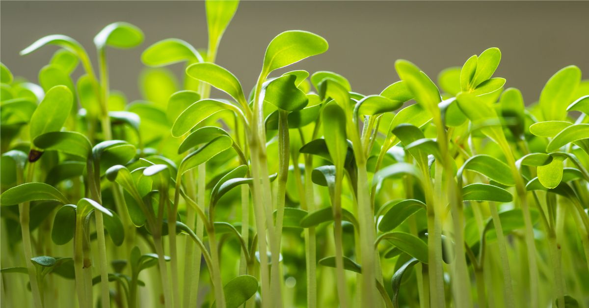Close-up of cress