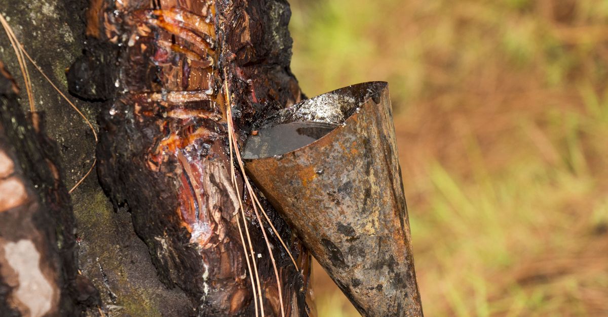 Turpentine tap in a pine tree