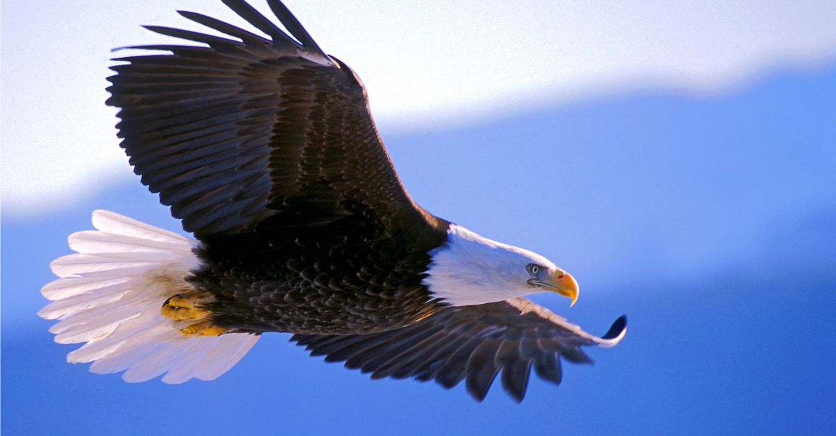 Bald eagle in flight