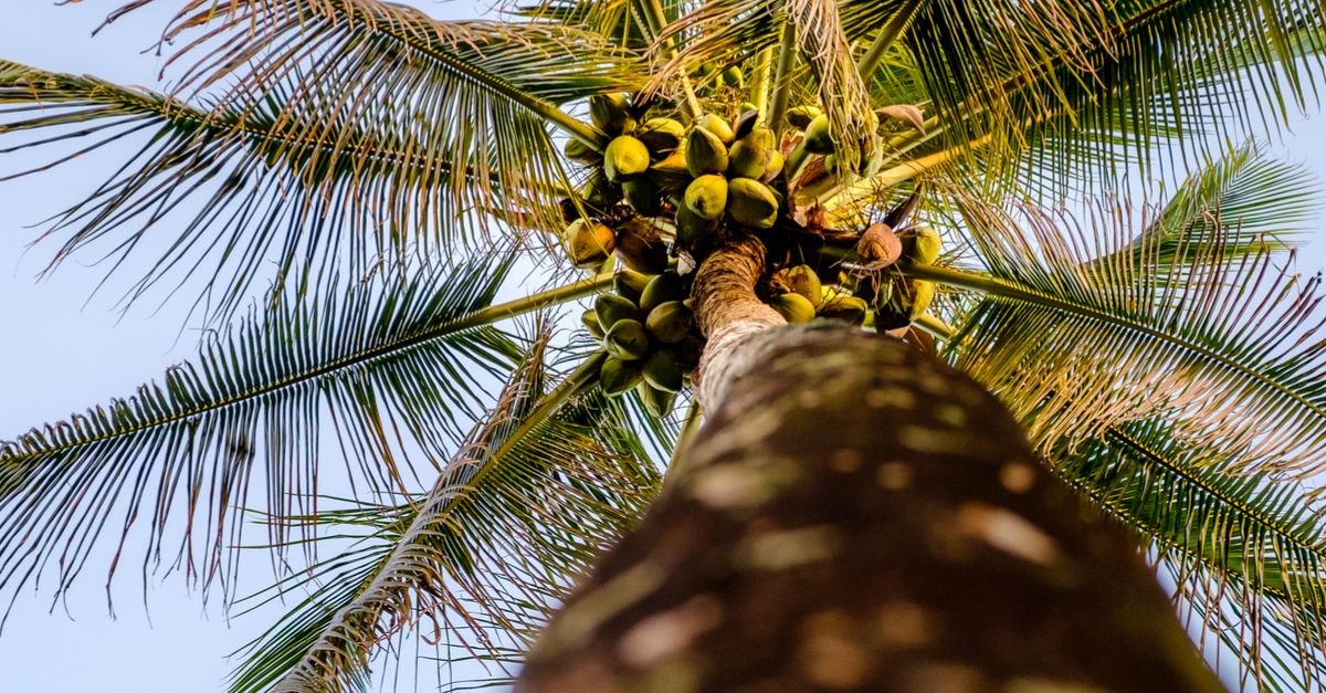 Worms-eye-view of coconuts on palm tree