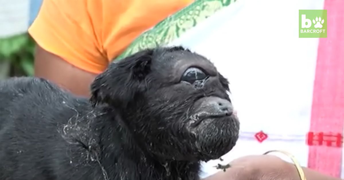 Still from video showing goat born with one eye