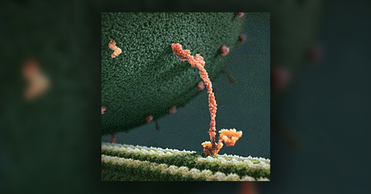 Is This 'Walking' Protein What Happiness Really Looks Like?