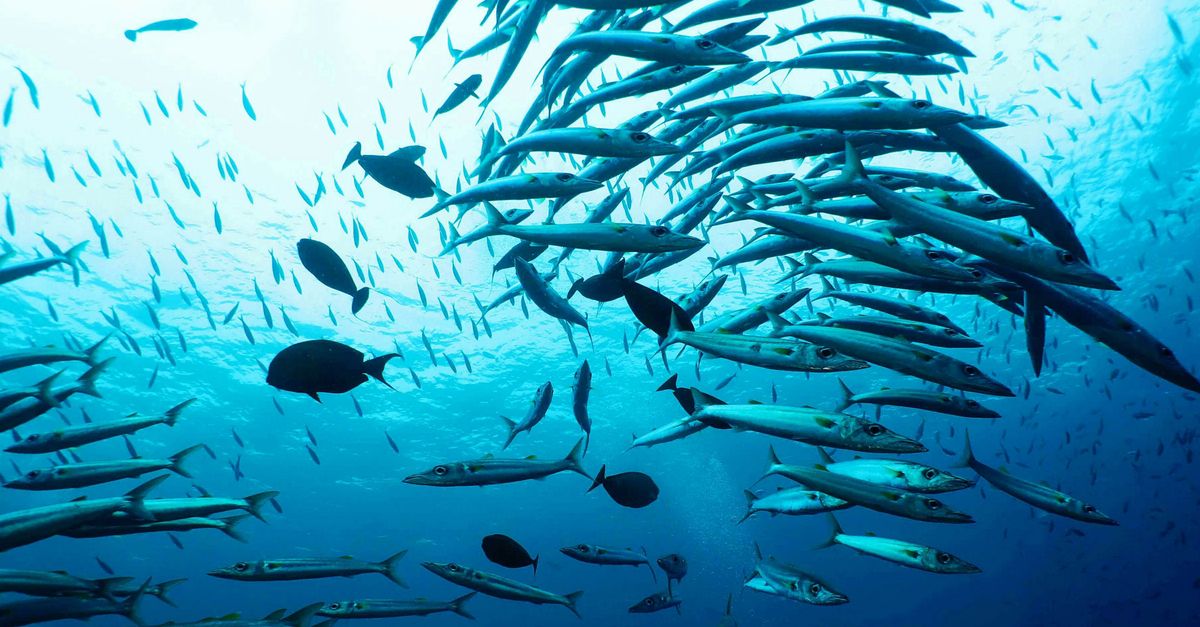 Fish in the ocean, seen from below
