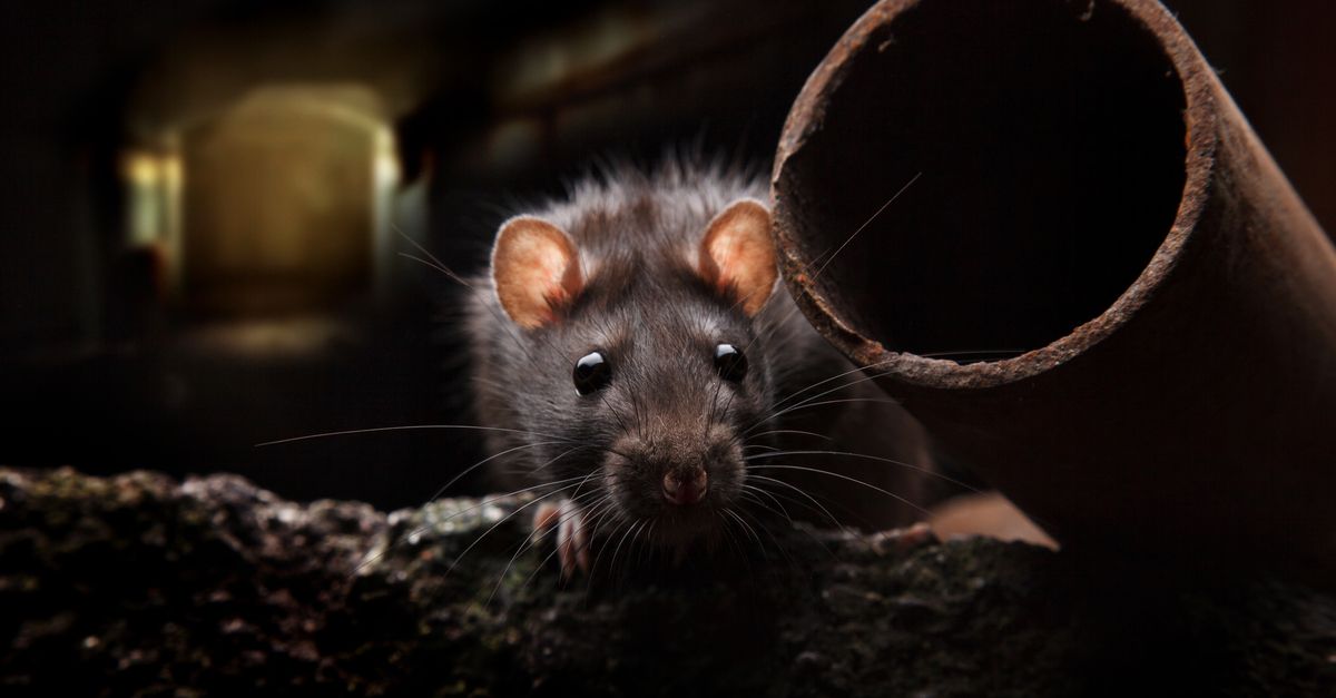 rat
