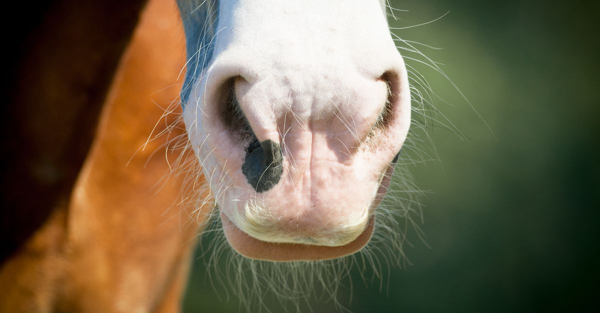 Fuzzy horse muzzle