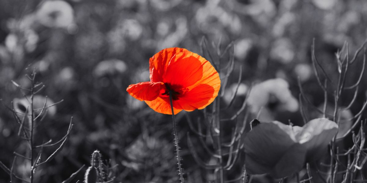 Red Flanders poppy in a field