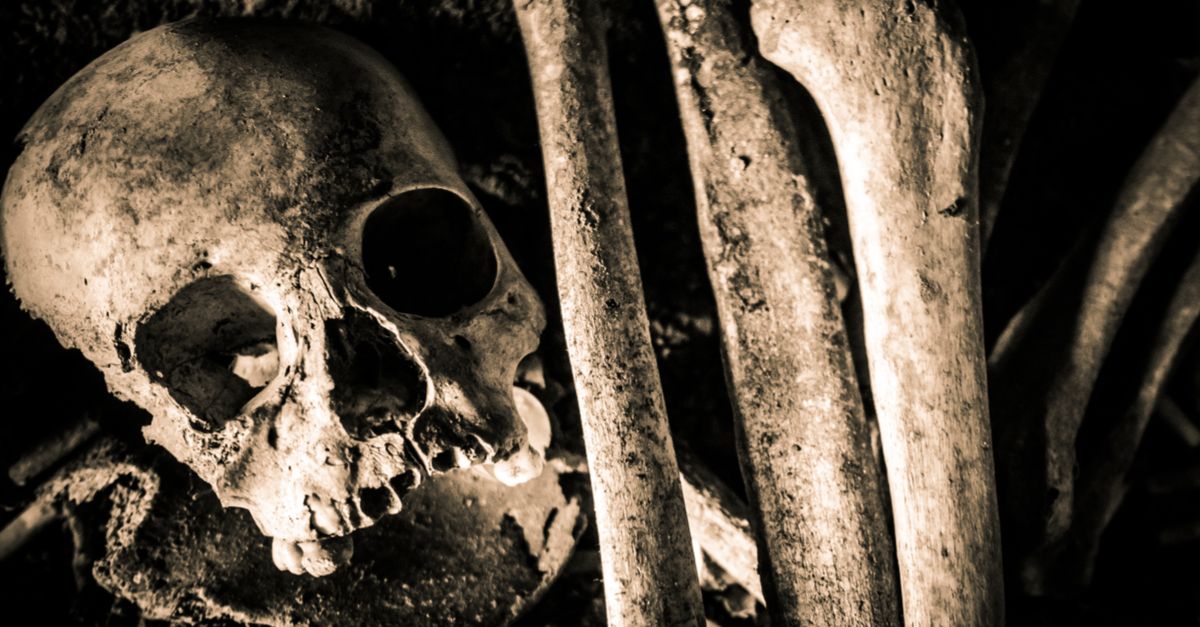 Human skeleton