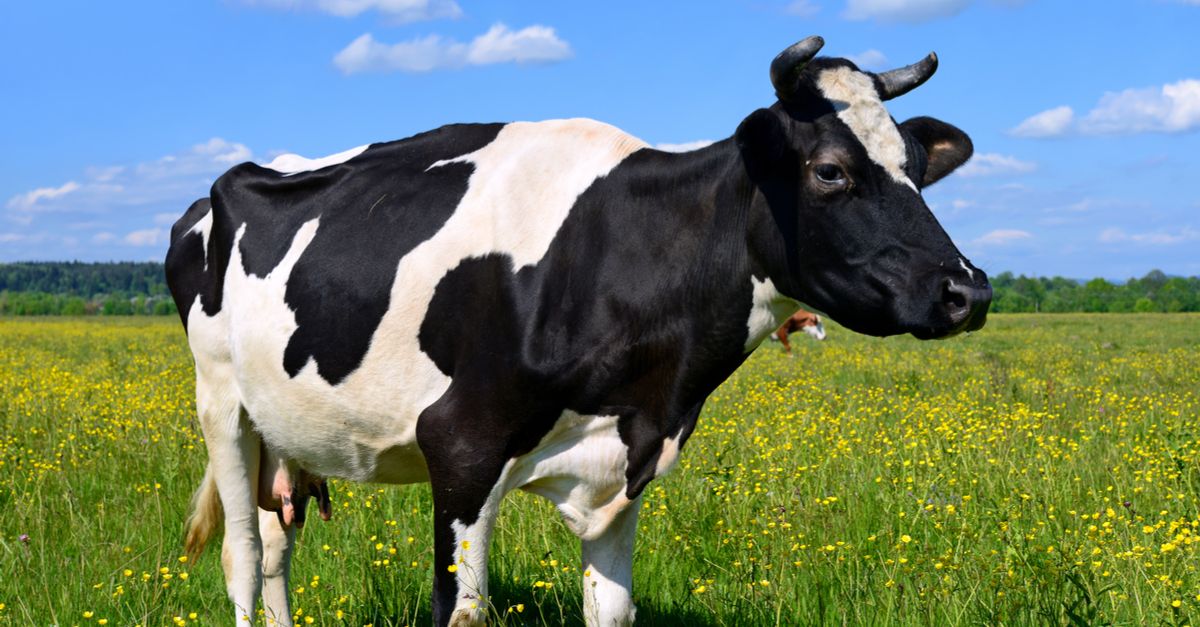Is chocolate milk is made from "regular" milk rejected for containing too much cow's blood?
