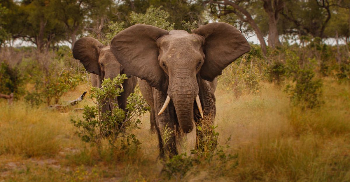 Elephant in the wild
