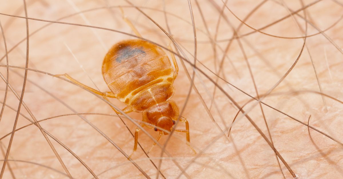 bed bug on human skin