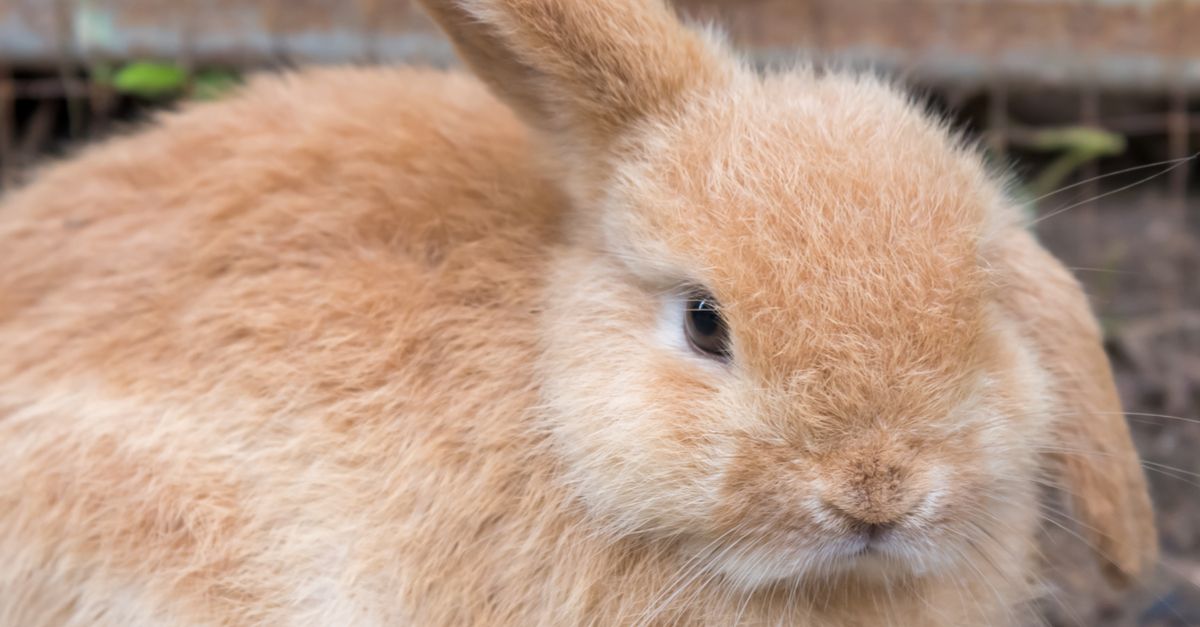 Lop-eared rabbit