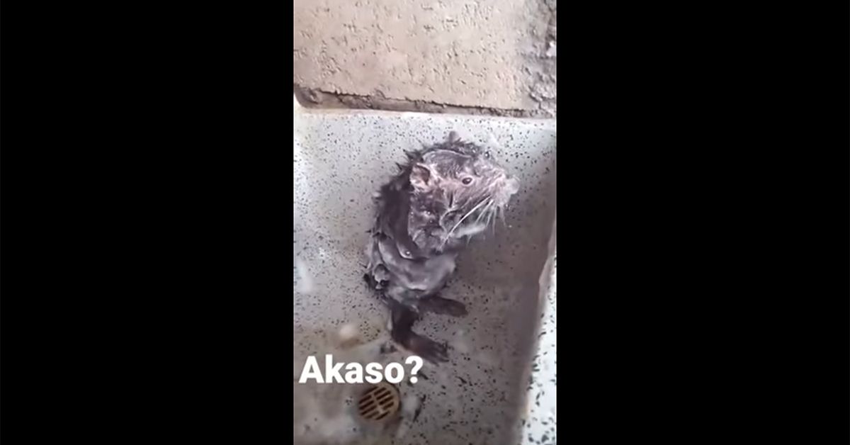 Still of "shower rat," which is actually a pacarana trying to get an irritant off its skin.