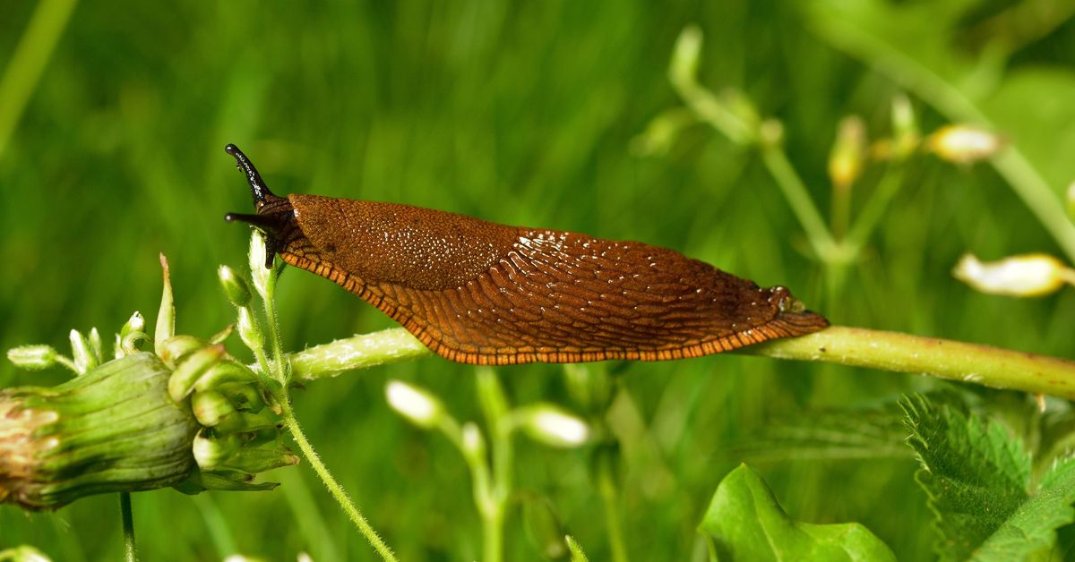 A slug.