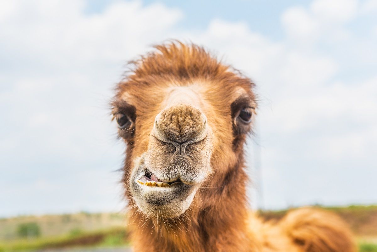 camel