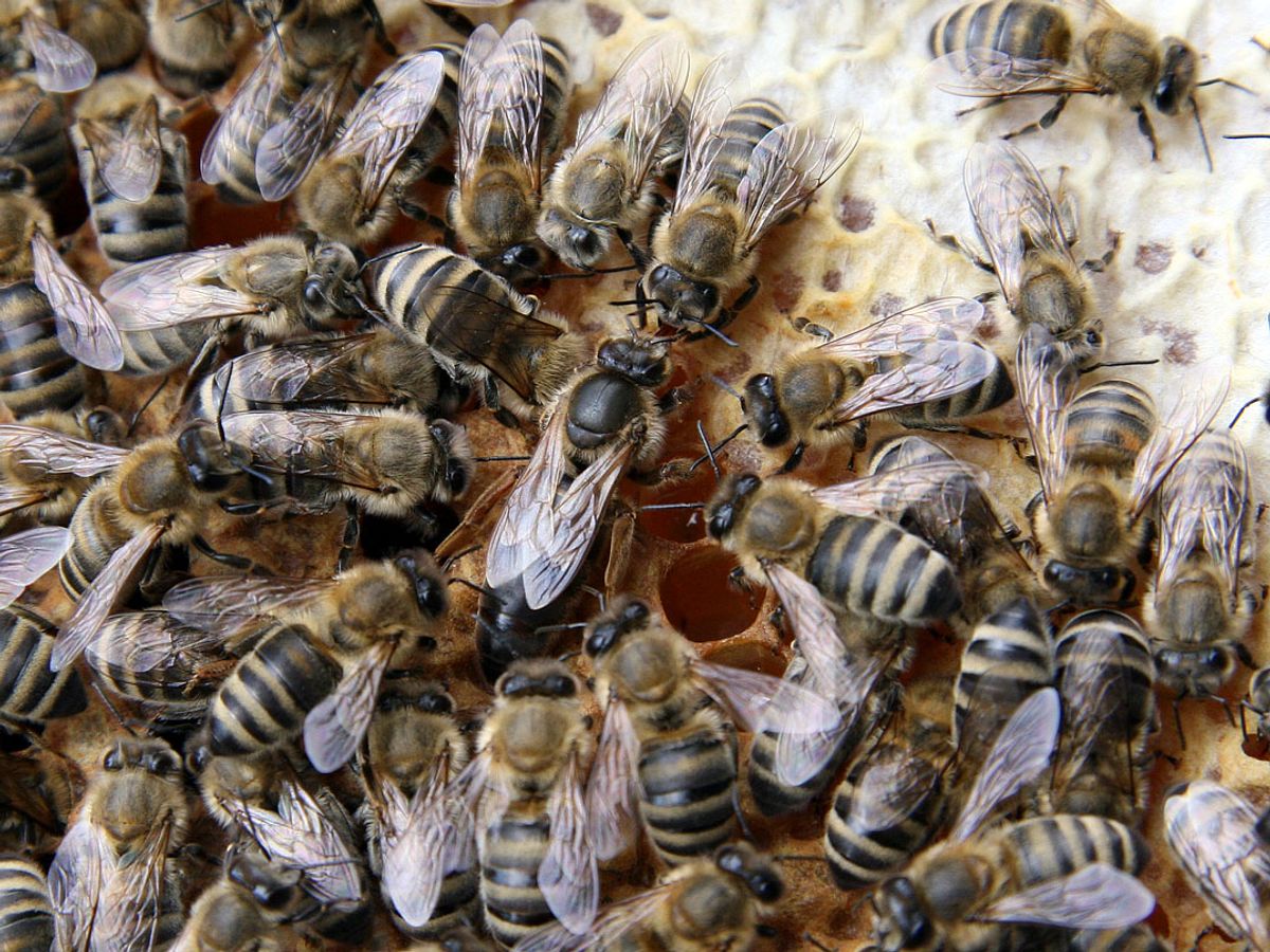 bee hive
