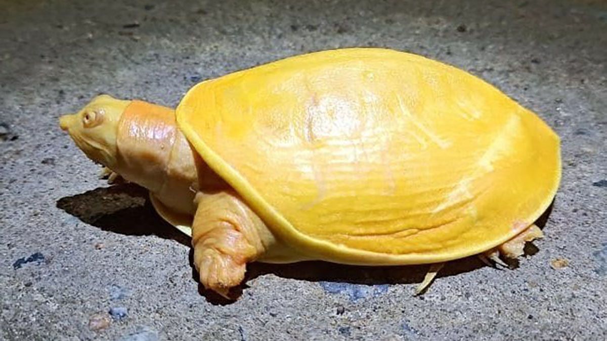 A photo really does show a yellow turle.