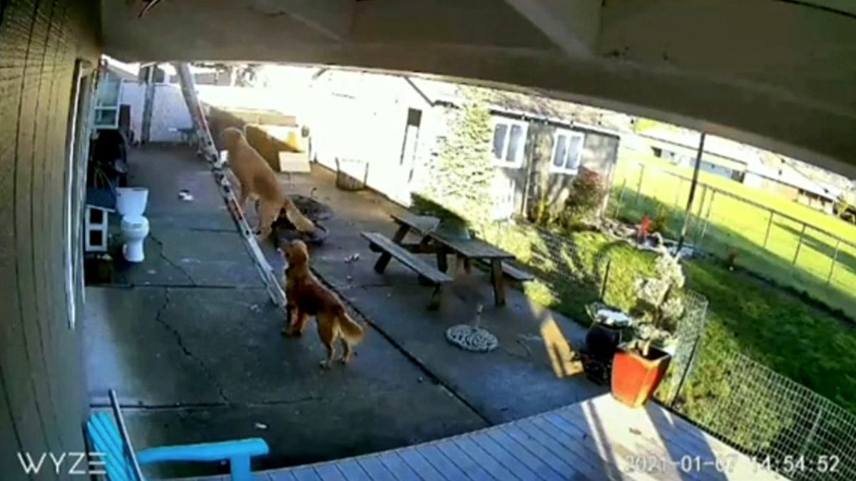dog climbs ladder tiktok video ace golden retriever