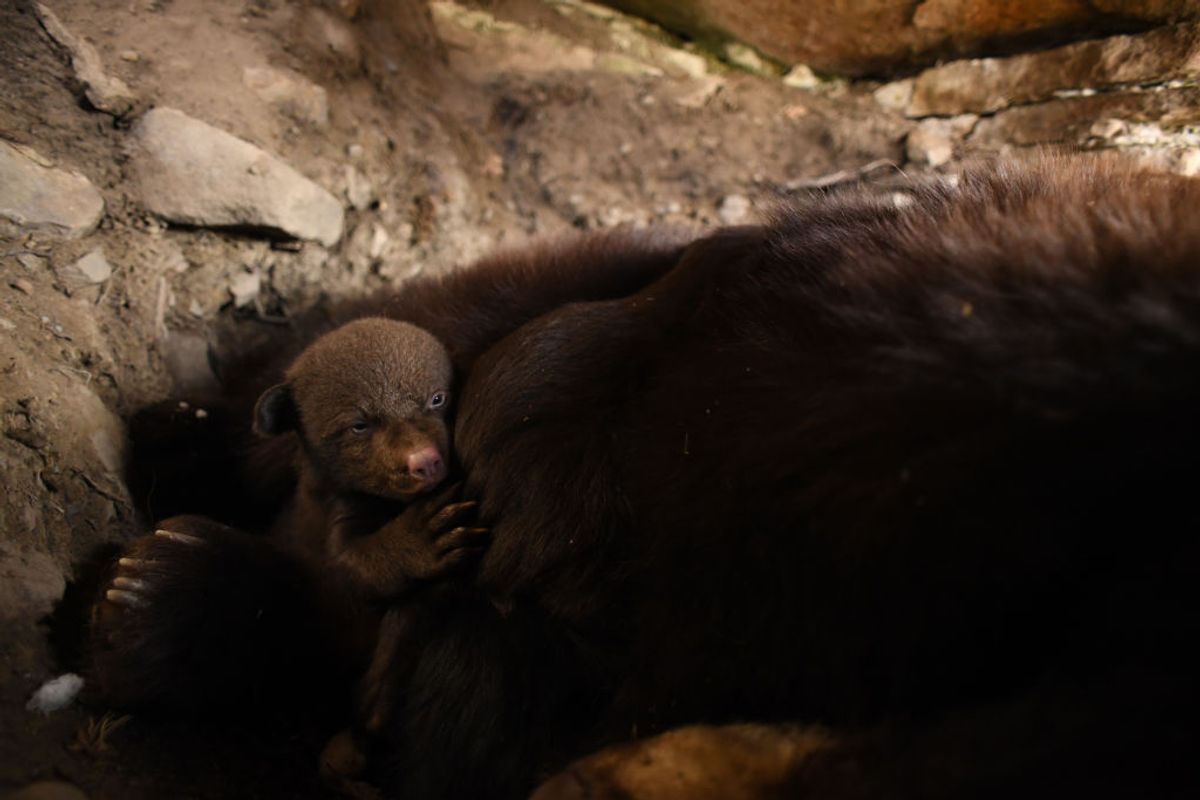 Wildlife, Animal, Mammal