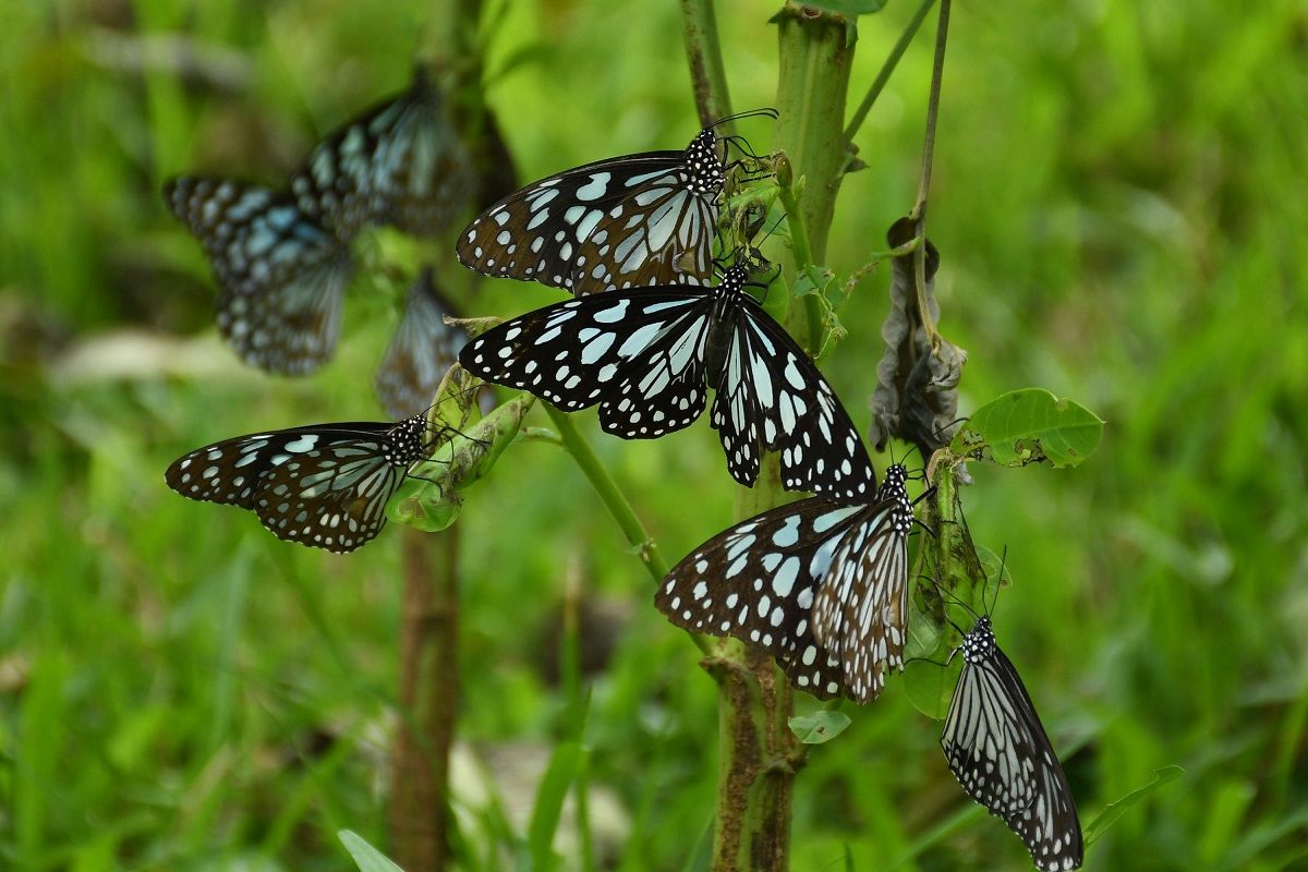 butterflies