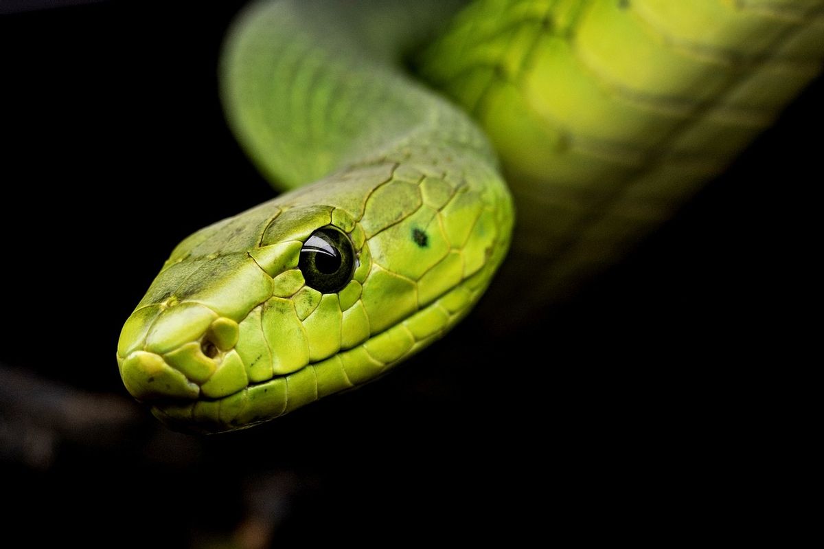 Reptile, Animal, Snake