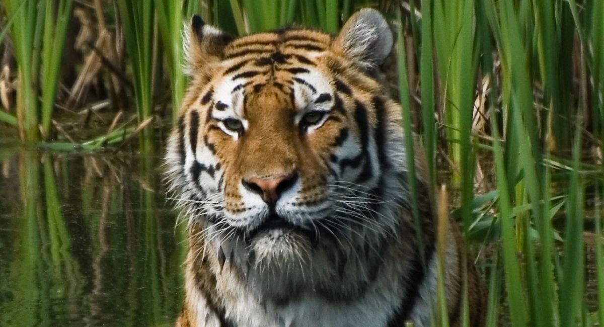 Tiger, Mammal, Animal