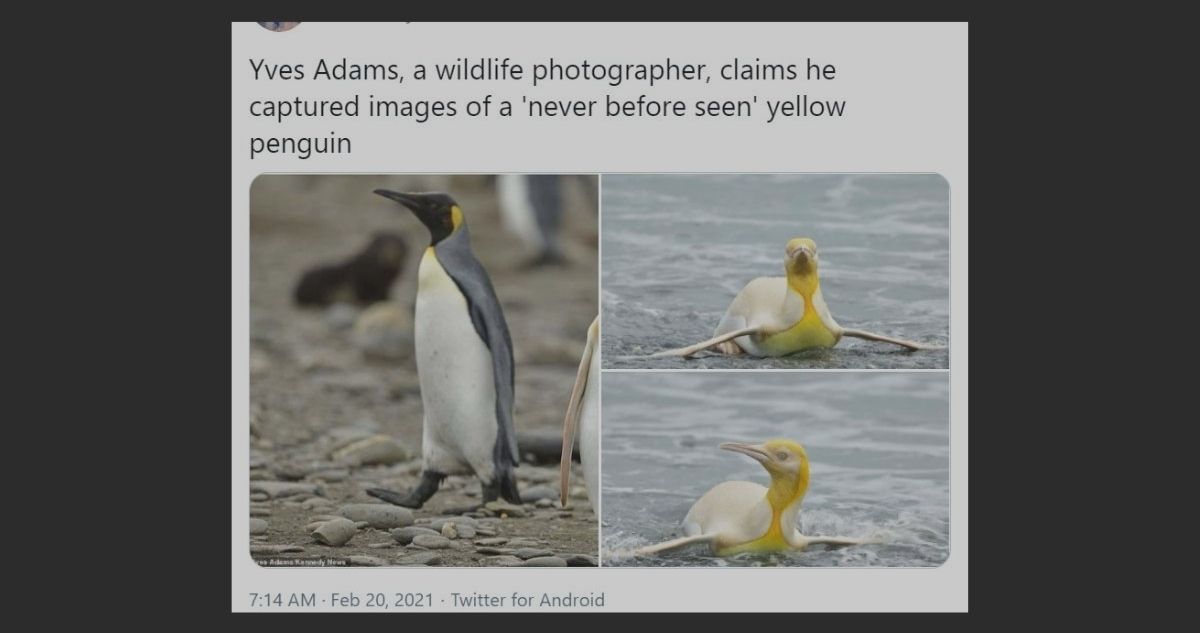 Penguin, Bird, Animal