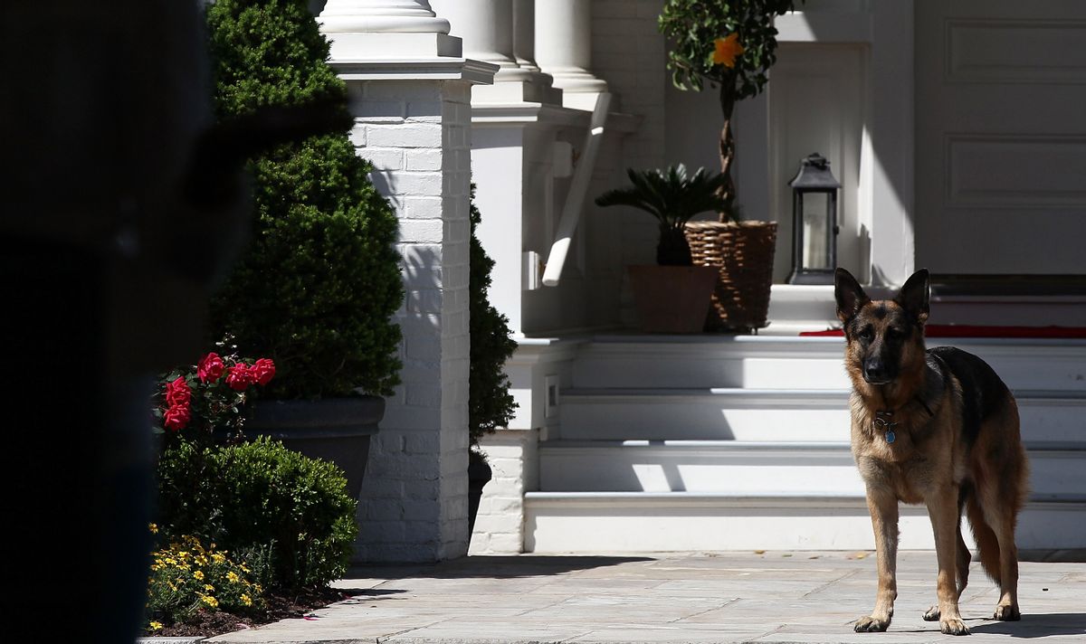 The Bidens' dog Champ in 2012