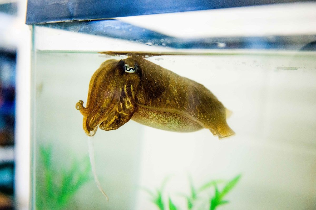 cuttlefish