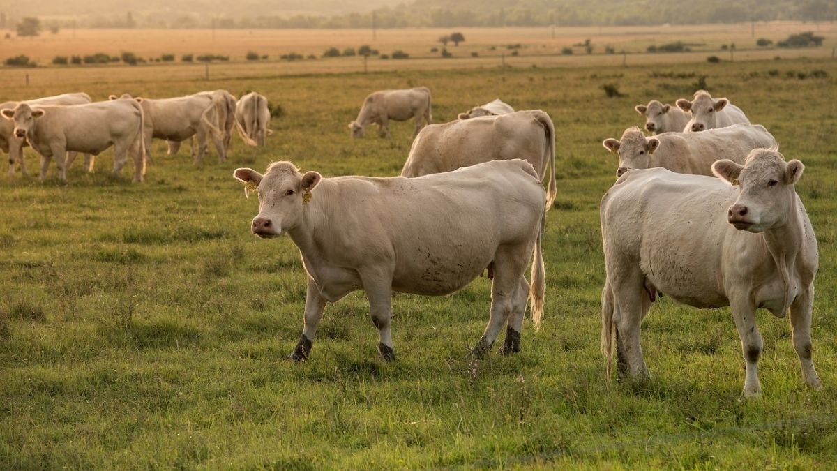 Cow, Cattle, Mammal