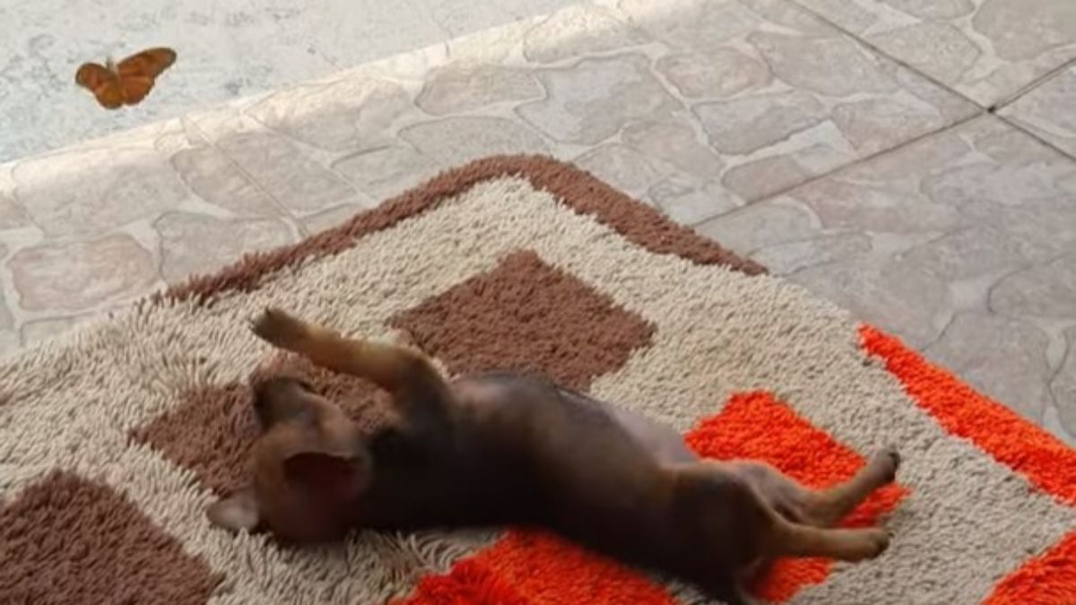 Puppy playing with a butterfly in viral video.