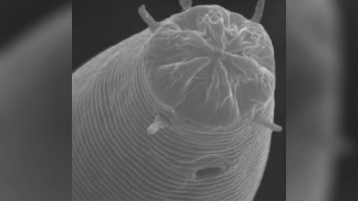 Plant, Invertebrate, Animal