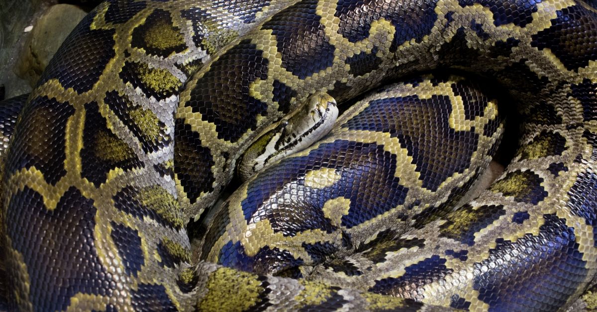 Snake, Reptile, Animal, python